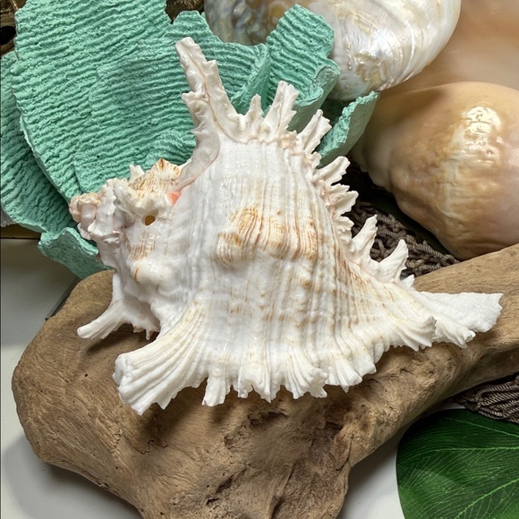 Large White Branch Murex Seashell Coastal Beach Ocean Nautical Decor DIY planter - Picture 6 of 11